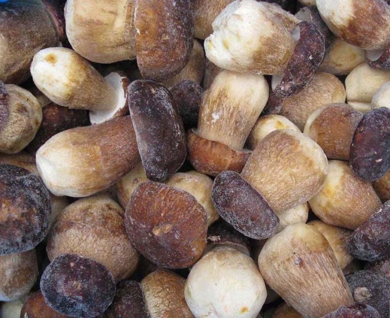 IQF BOLETUS EDULIS