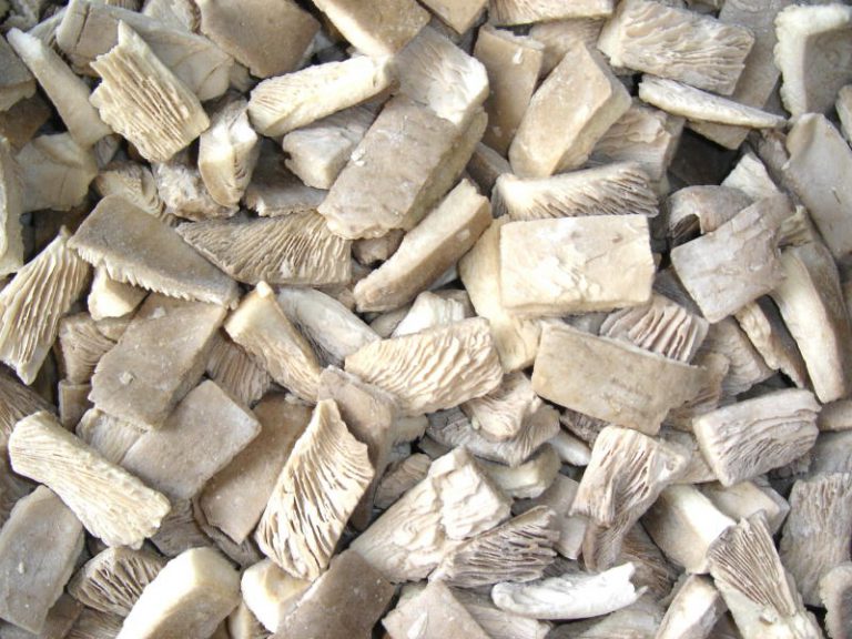 pleurotus ostreatus