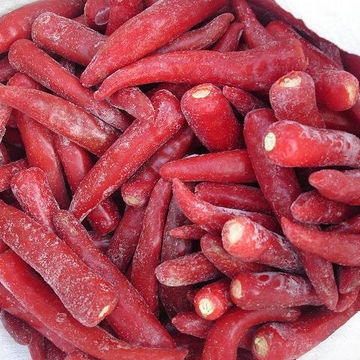 red chili-qpr