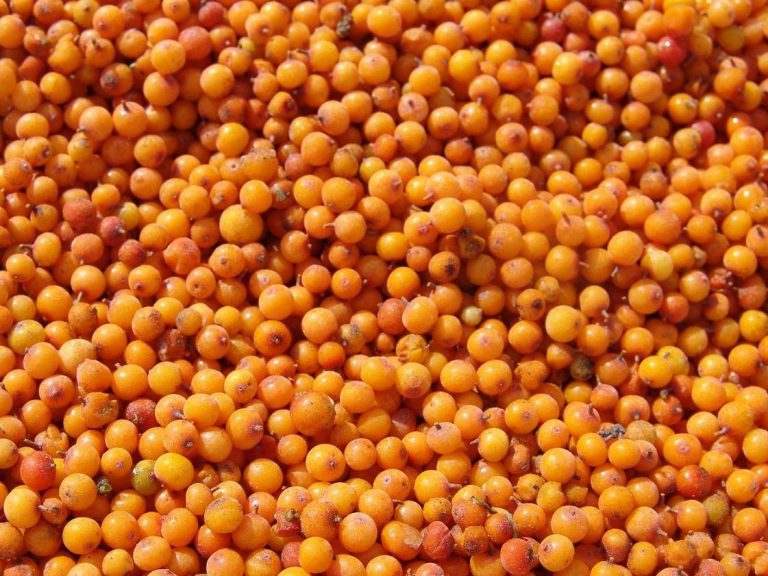 IQF SEA BUCKTHORN