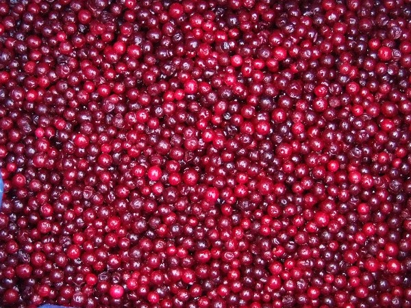 Lingonberry1